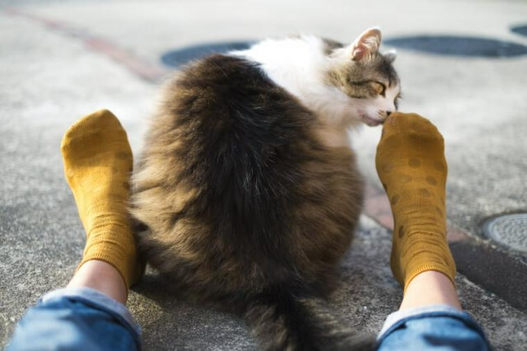 猫が臭いを嗅いだ時にする変顔はフレーメン反応かも！靴下や足の臭いで反応する理由を解説